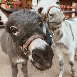 Your mental health matters to us! Join us on May 5th, 2pm-5pm at VERVE STL for a petting zoo, chair massages, food, and all kinds of mental health goodies. RSVP on our story! We can’t wait to see you there!
