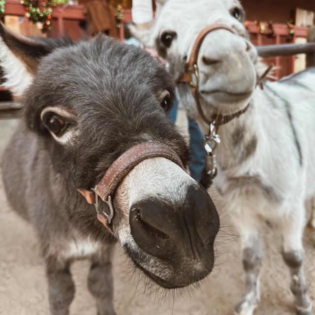 Your mental health matters to us! Join us on May 5th, 2pm-5pm at VERVE STL for a petting zoo, chair massages, food, and all kinds of mental health goodies. RSVP on our story! We can’t wait to see you there!