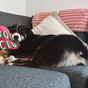 meet Nova 🐾 

A VERVE favorite - Nova is the sweetest Australian Shepherd! She loves to show off her tricks and take naps 🤭
